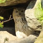 Uhu in der Höhle