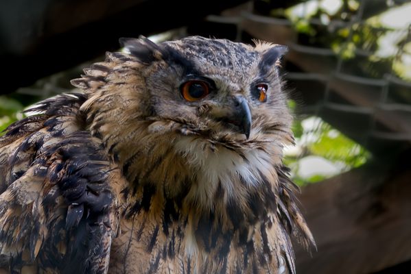 Uhu in Gehege.