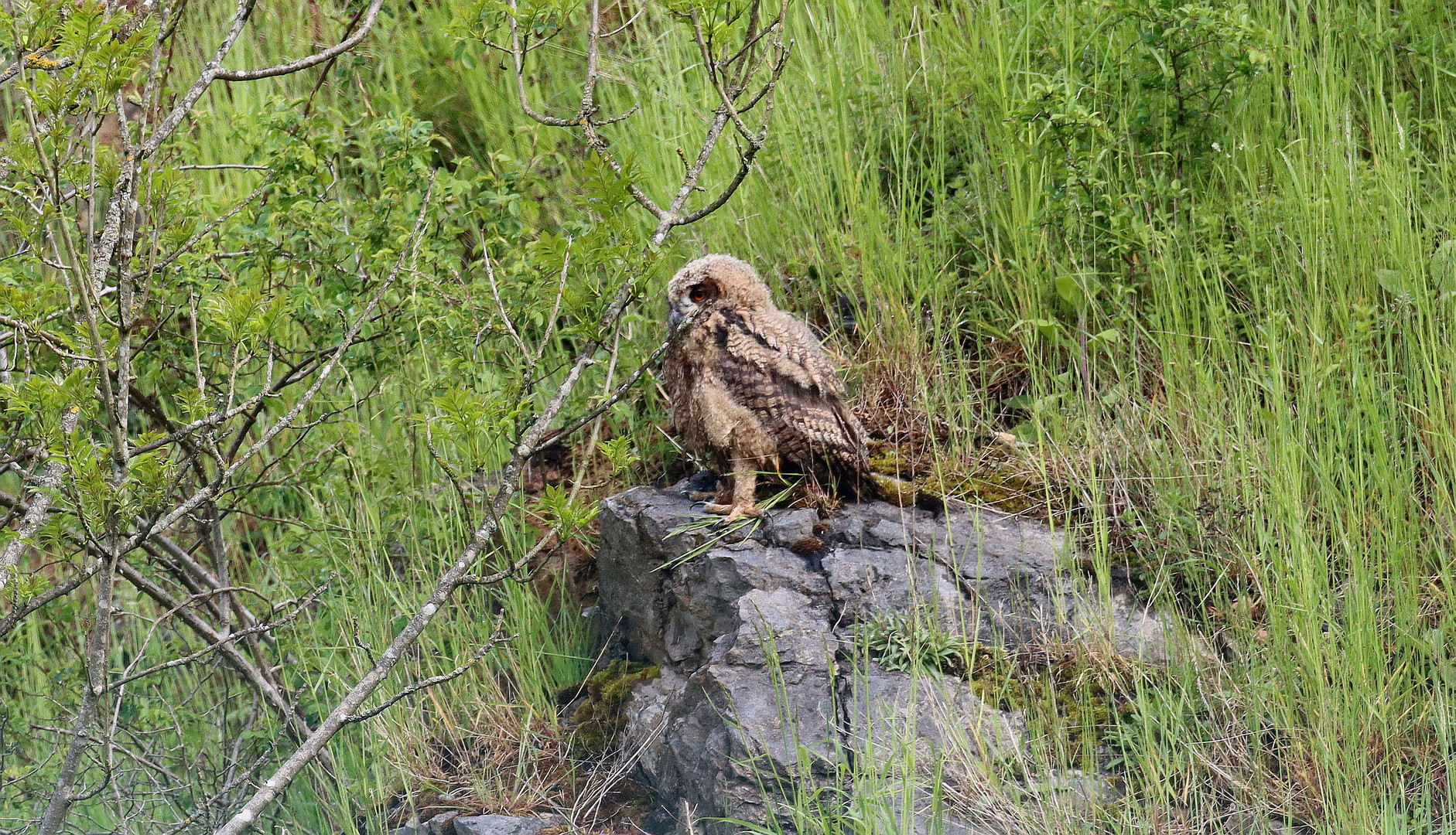  Uhu Jungvogel