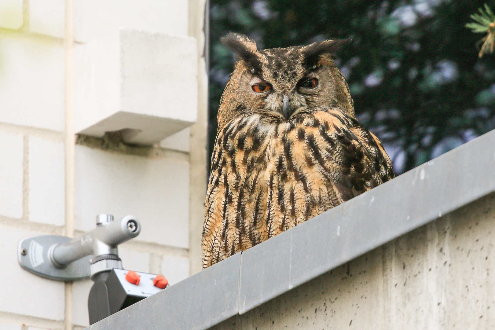 Uhu-Jungvogel aus der Brut 2015 auf der Balkonbrüstung