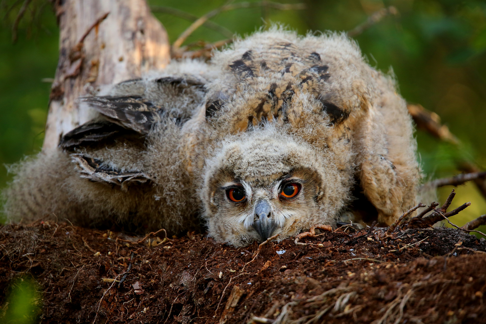 UHU Jungvogel