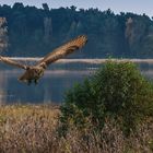 UHU - klebt nicht, fliegt nur