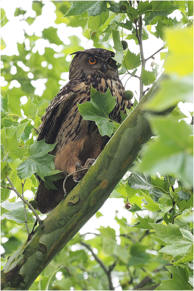 Uhu Männchen (Bubo bubo)