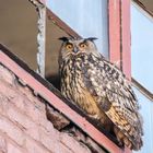 Uhu Männchen im Fenster