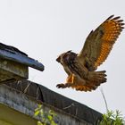 Uhu Männchen im Landeanflug