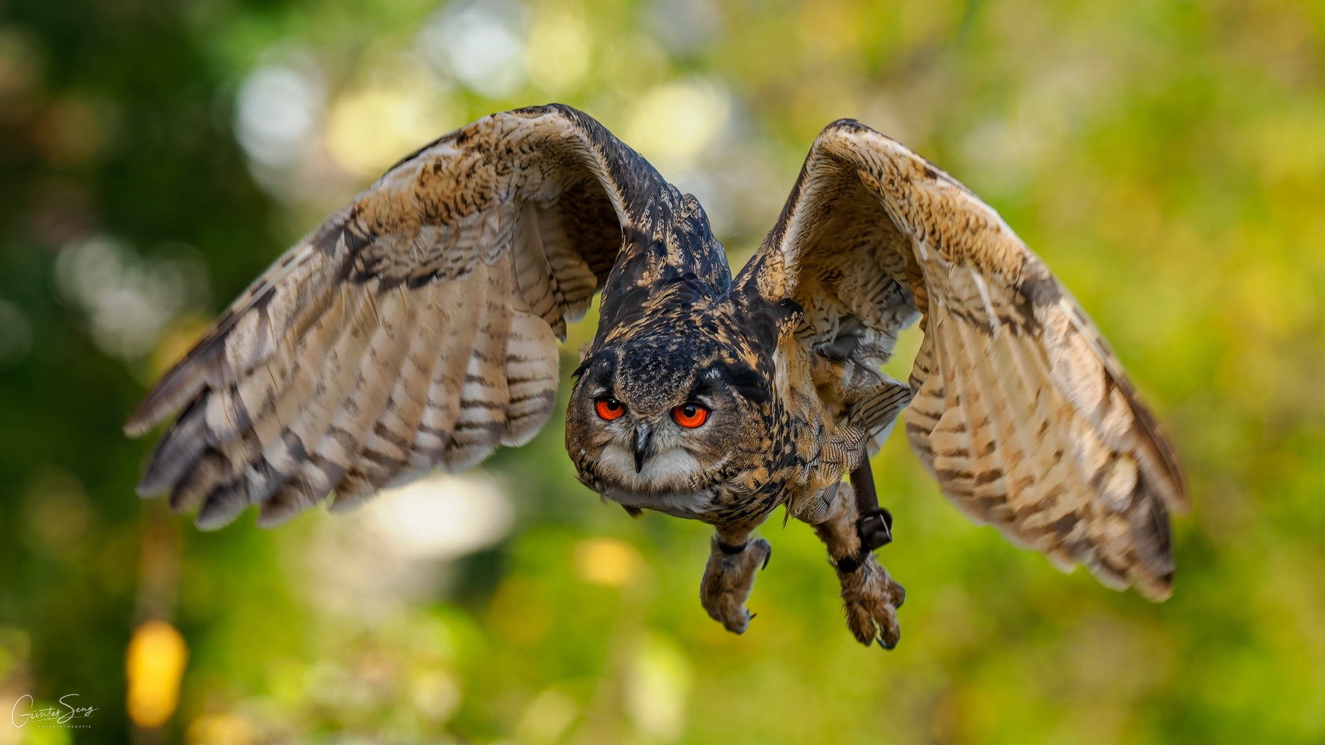 Uhu Männchen in Anflug