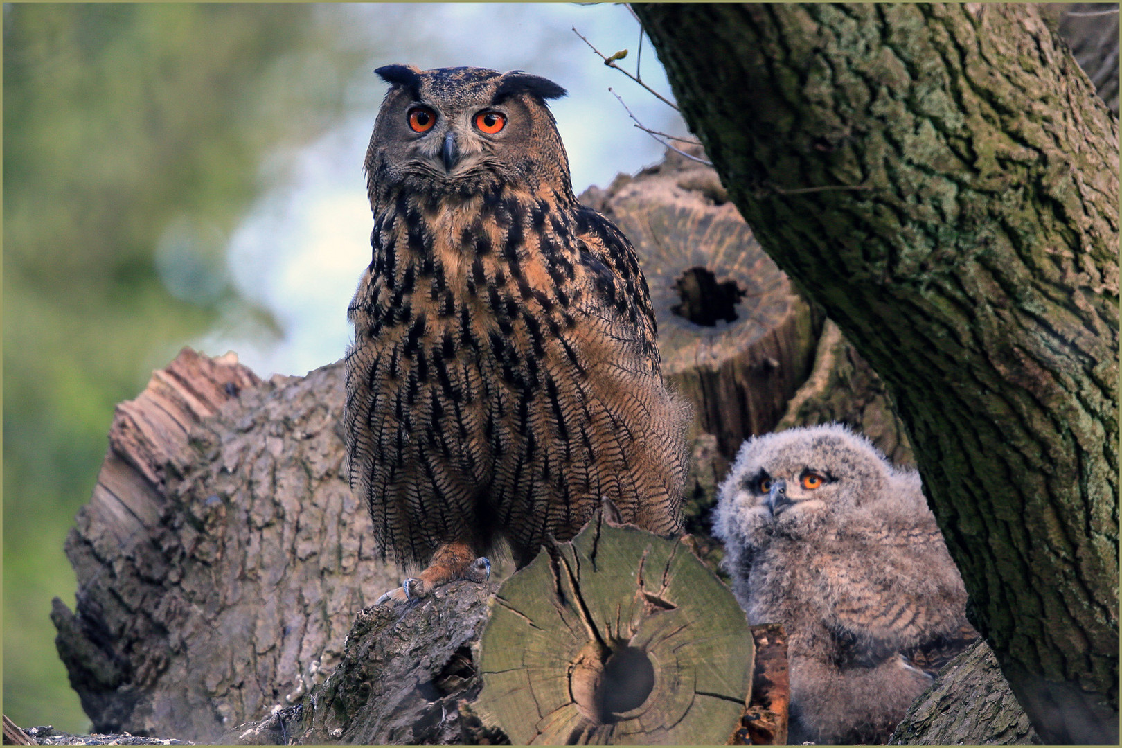 Uhu Mamma mit Nestling in der Abendsonne