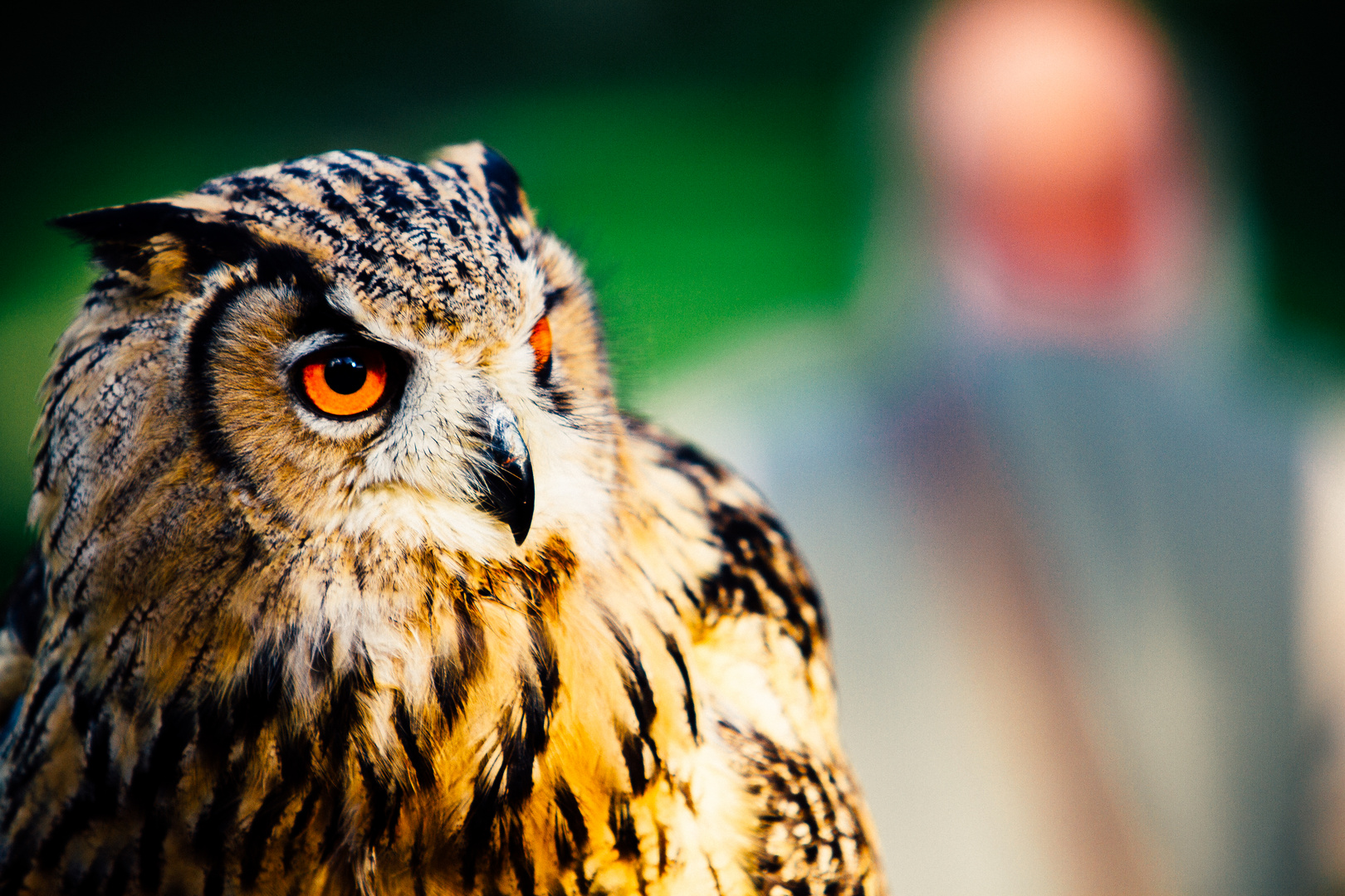 Uhu mit Falkner im Hintergrund