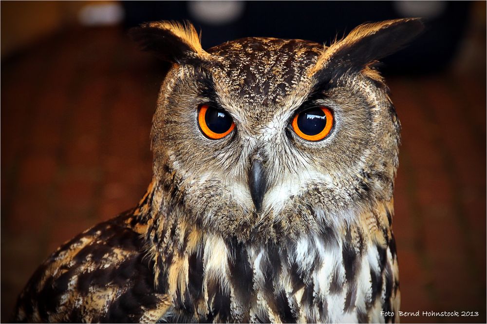 Uhu ... oder Bubo bubo