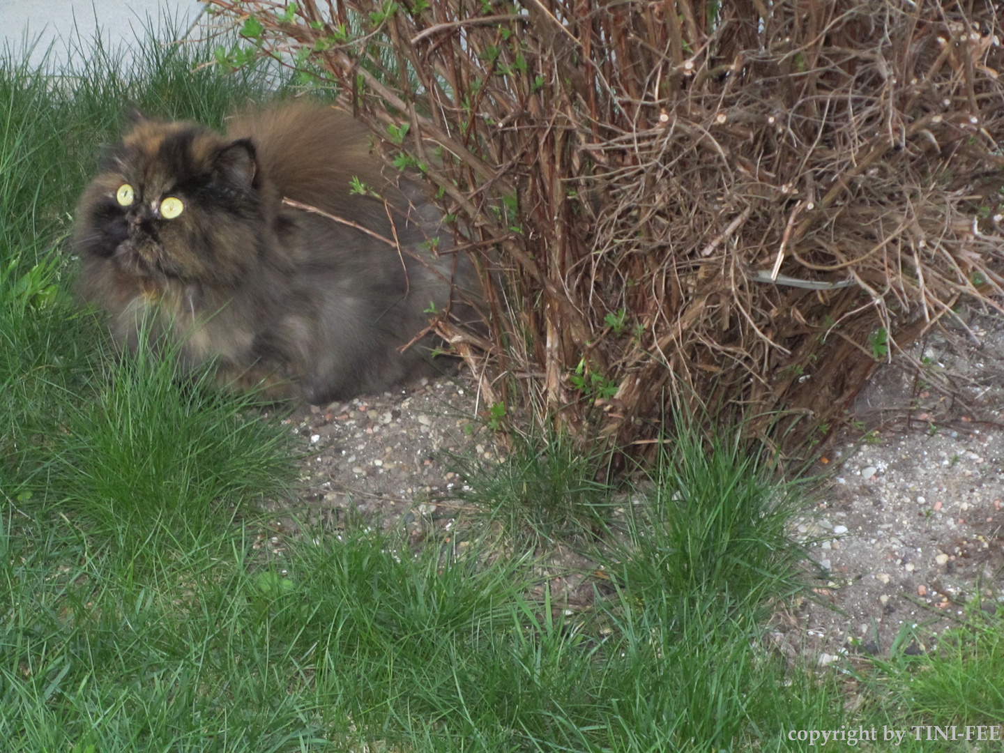 UHU oder KATZE ? - Das ist hier die Frage