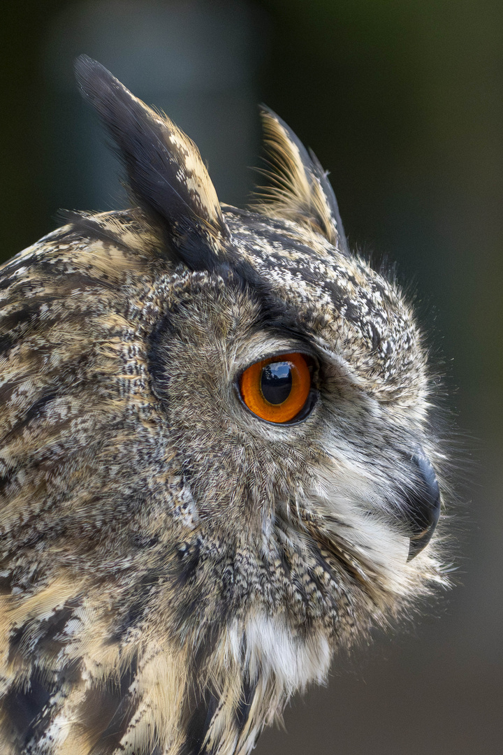 Uhu Portrait