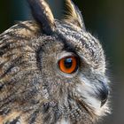 Uhu Portrait