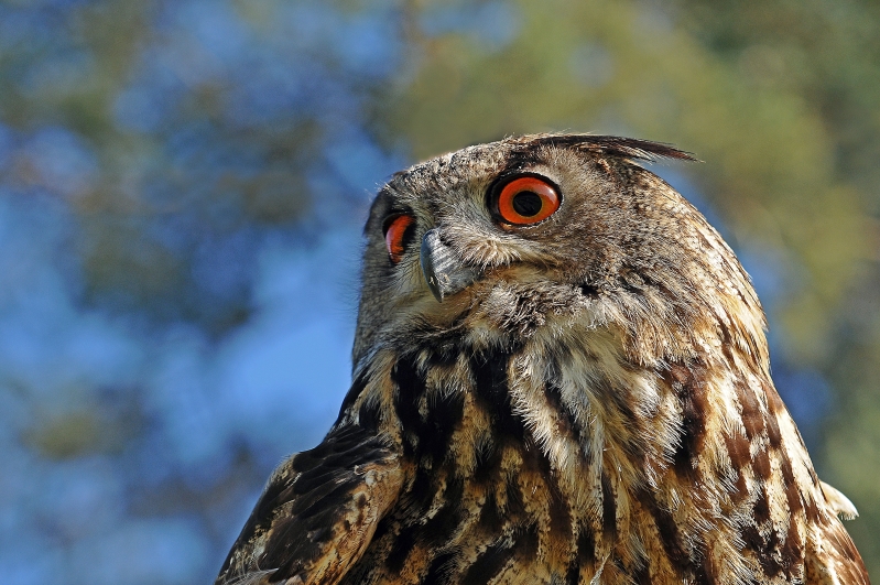 UHU-Portrait