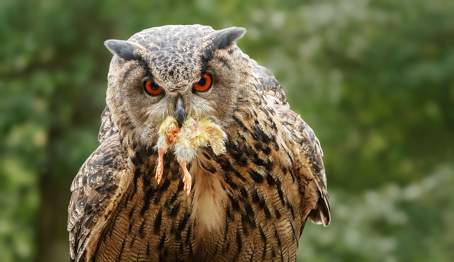 Uhu-Portrait  mit Beute 001 