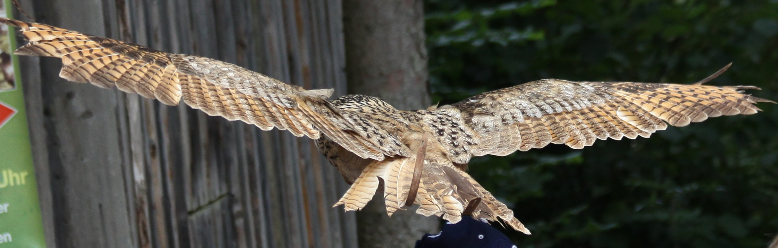 Uhu - Rückansicht im Flug