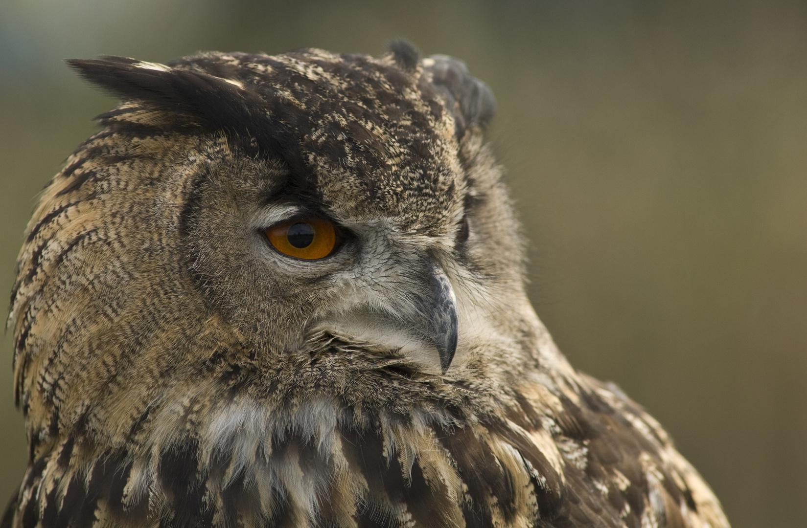 Uhu - Tierpark Kevelaer