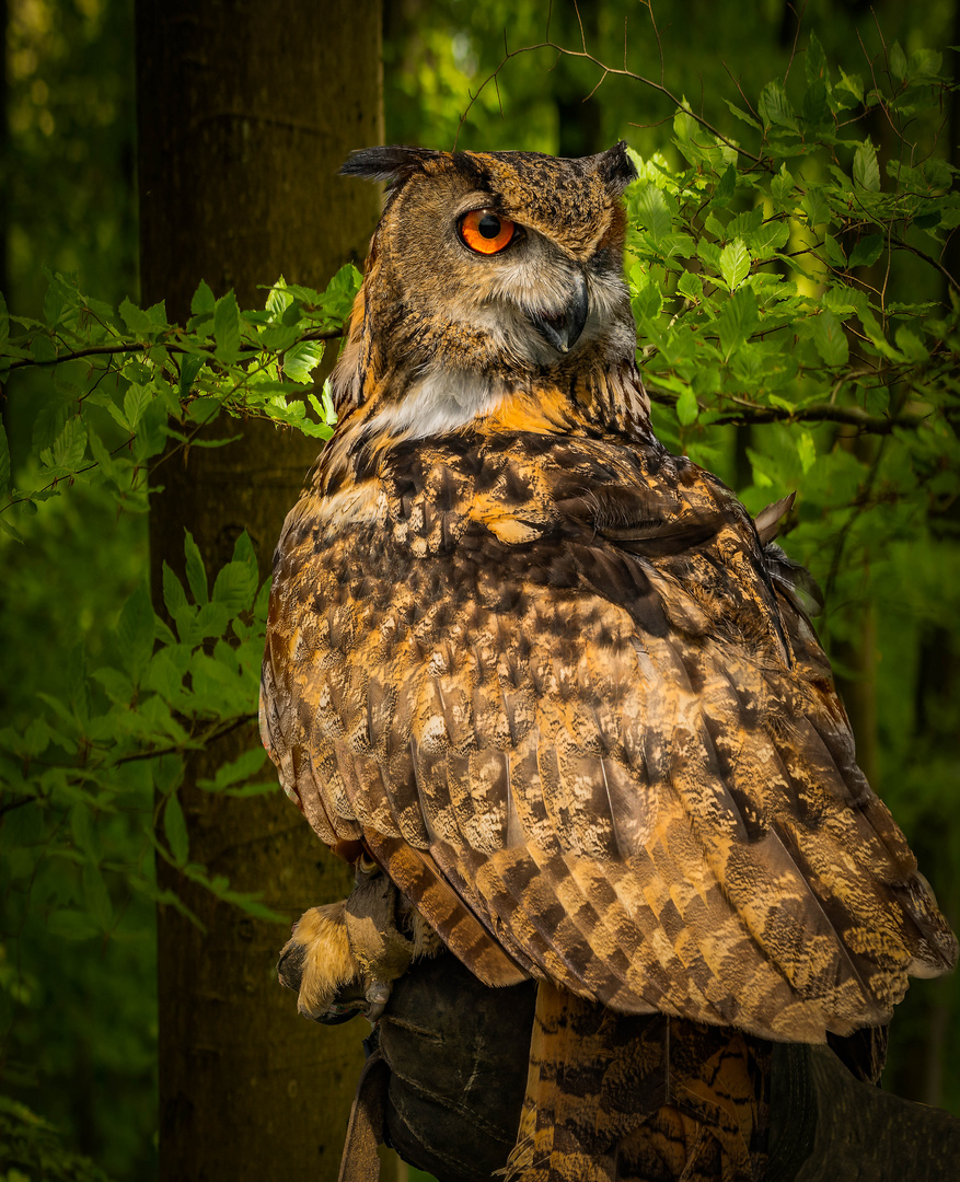 Uhu / Tierportrait