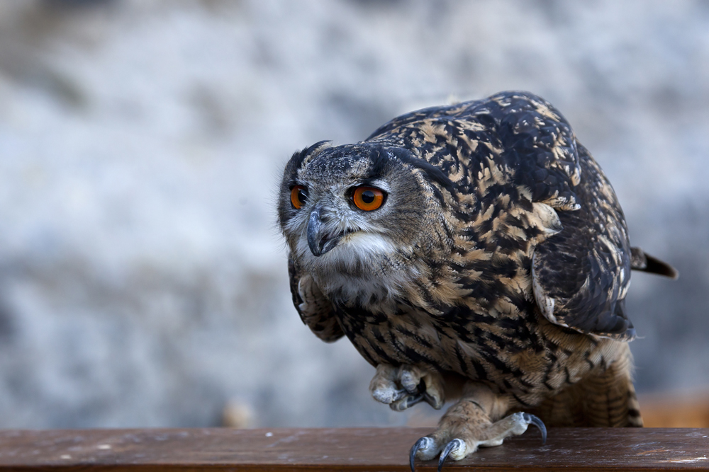 Uhu Tobias vor dem Abflug