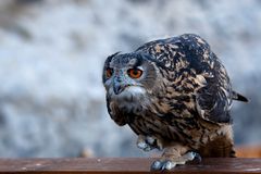 Uhu Tobias vor dem Abflug