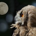 Uhu, Vogel der Nacht