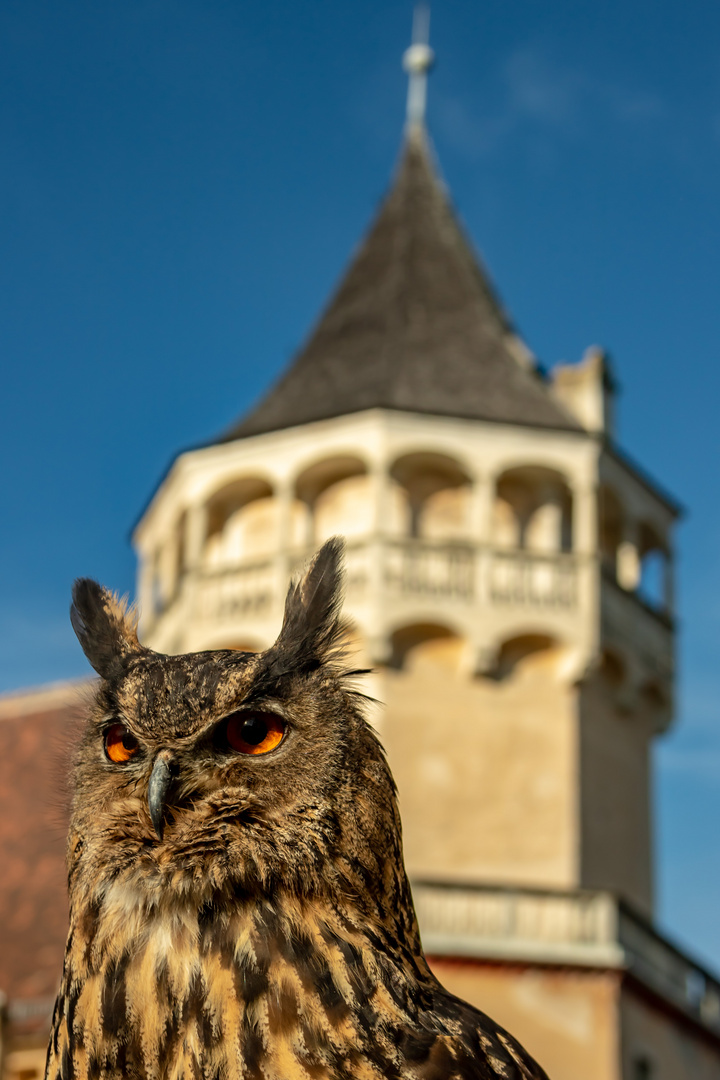 Uhu vor der Rosenburg