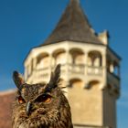 Uhu vor der Rosenburg