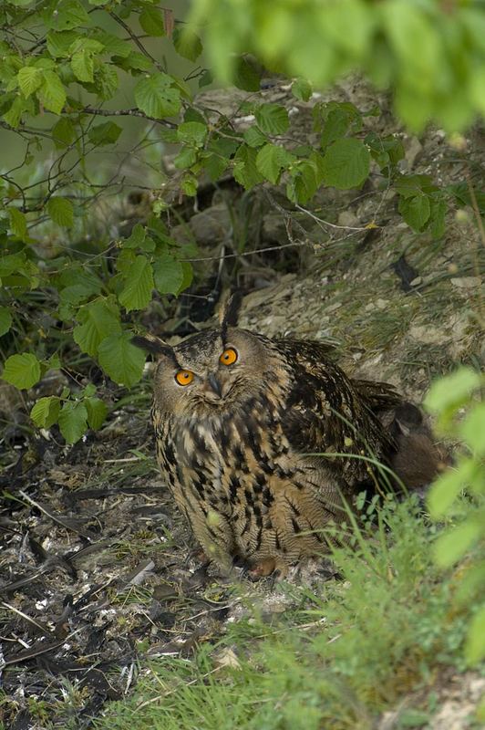 Uhu (wildlife) am Rupfplatz