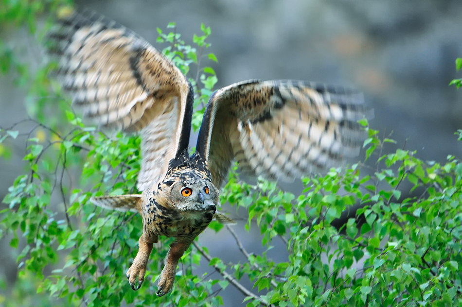 Uhu wildlife (Bubo bubo) (1)