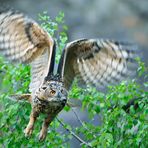 Uhu wildlife (Bubo bubo) (1)