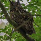 Uhu Wildlife im Landkreis Schaumburg