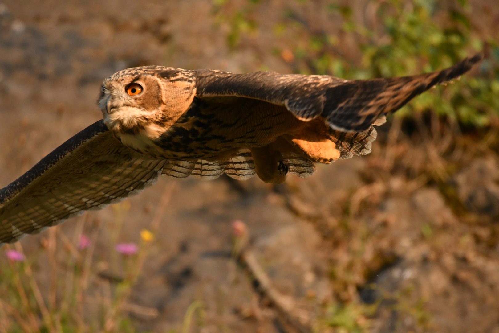 Uhu Wildlife keine Flugshow!!!