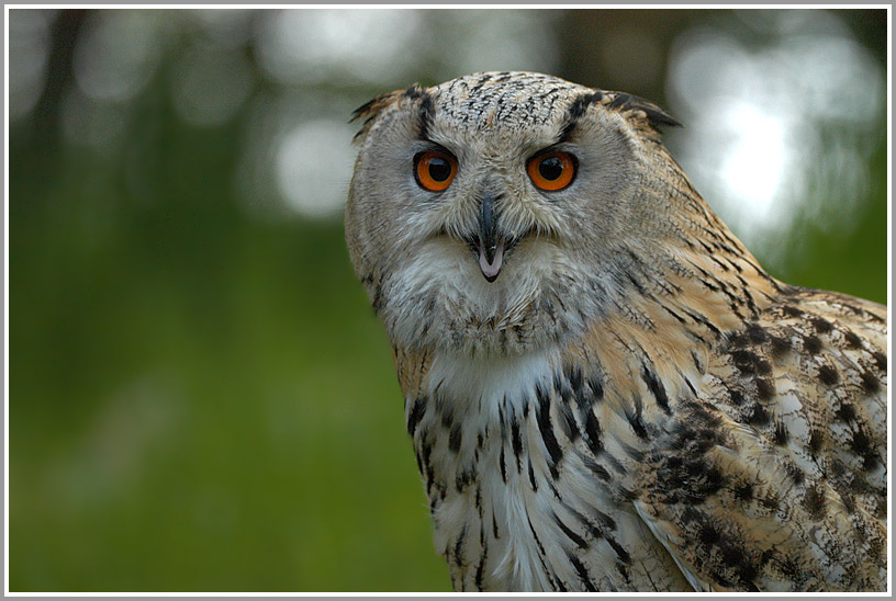 Uhu, Wildpark bad Mergentheim