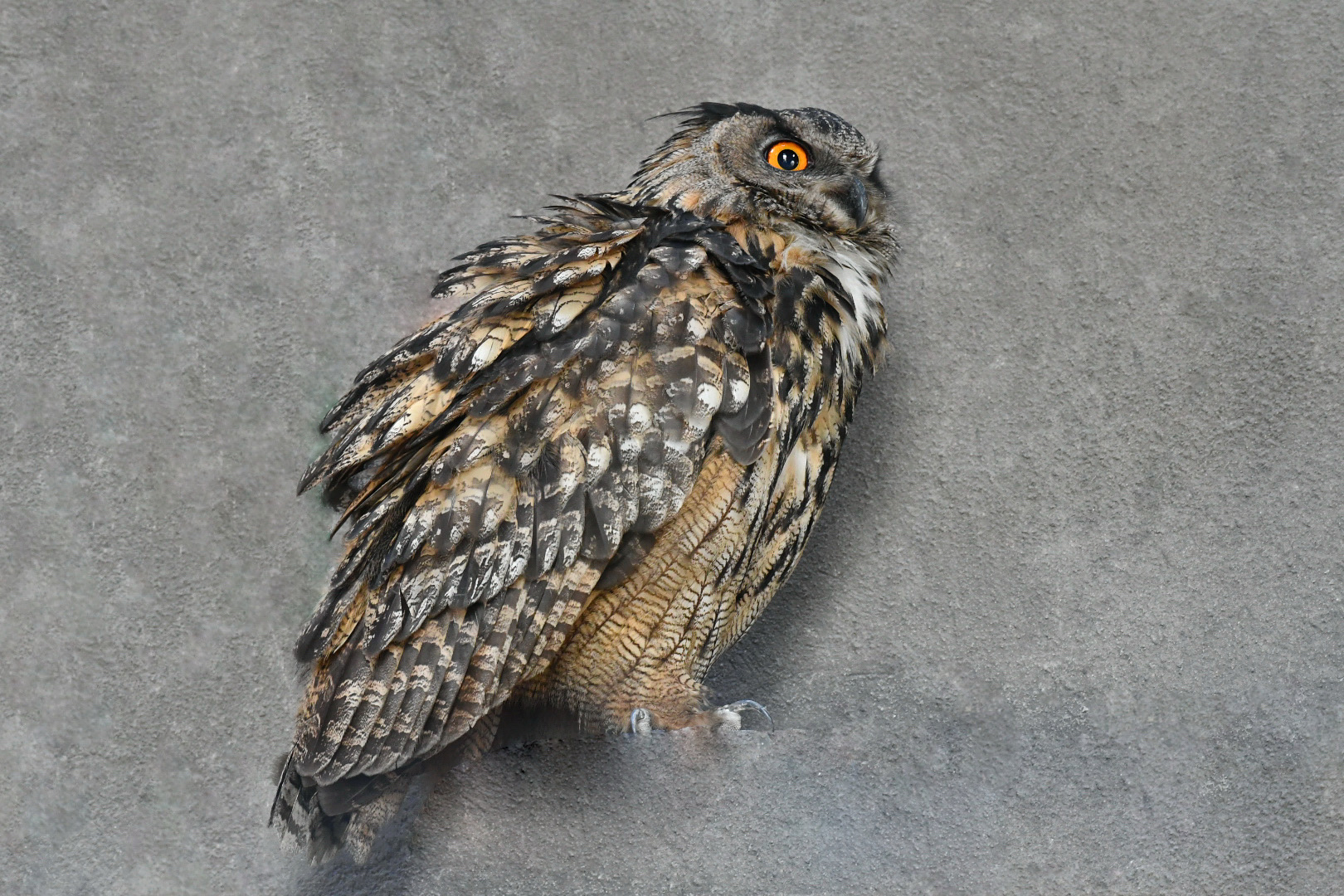 Uhumännchen auf einem Vorsprung an der Wand wildlife