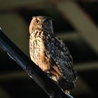 Uhumännchen in der dunklen Halle, wildlife