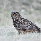 Uhumännchen Jagd auf der Wiese