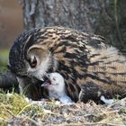 Uhunachwuchs auf dem Waldboden