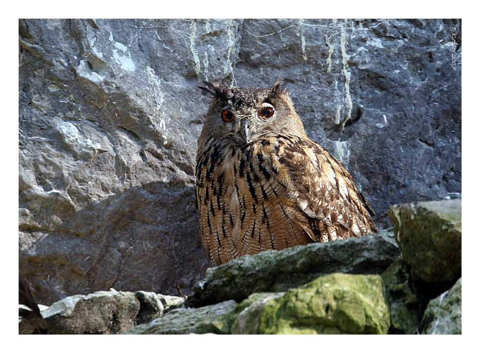 Uhus (Bubo bubo)