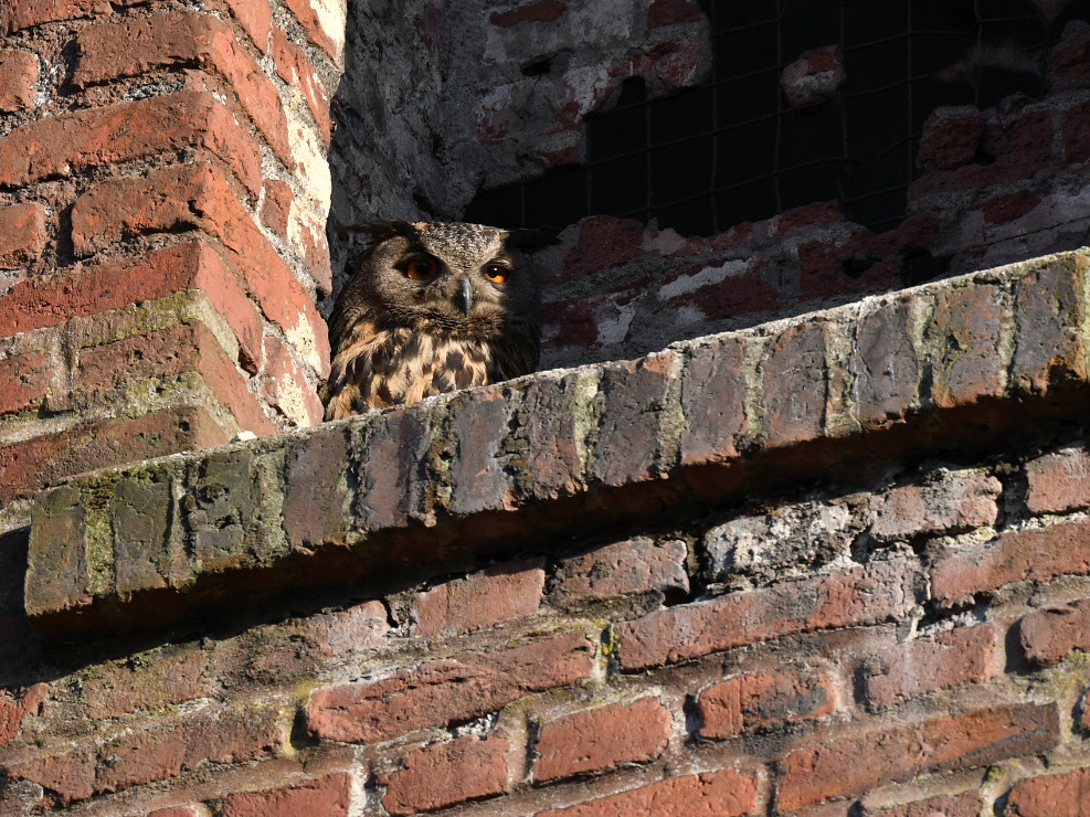 Uhuweibchen im Nest