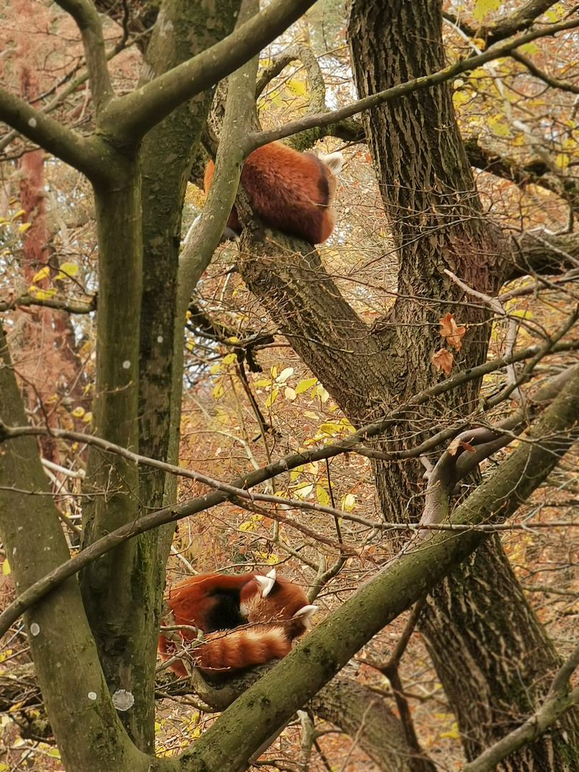 Ui guck Baumfüchse