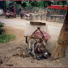 Uigurischer Taxistand , Oase Turfan, Xinjiang, China