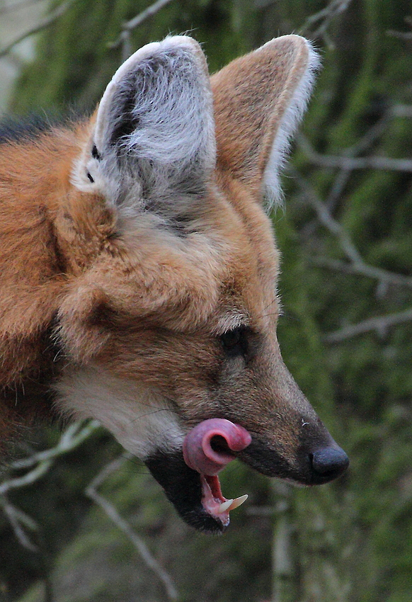 Uiih .. ein lecker Hase - Mähnenwolf