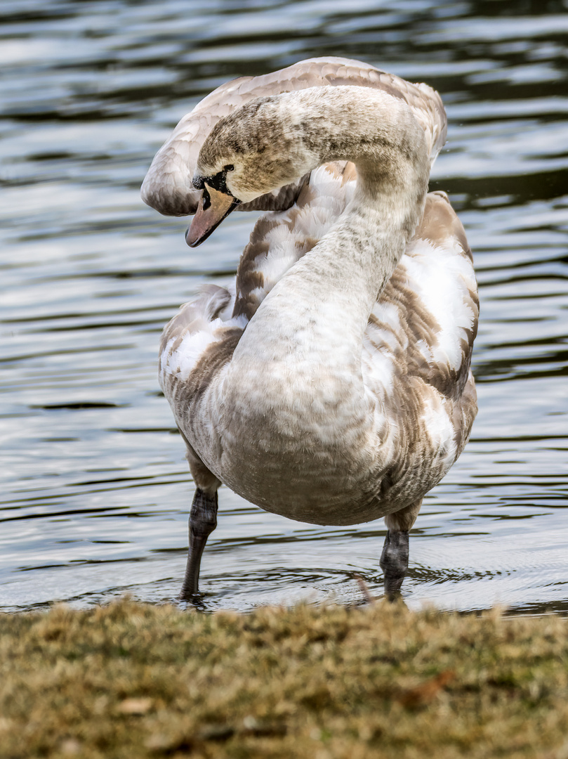 "Uiii ein Bunter Schwan"