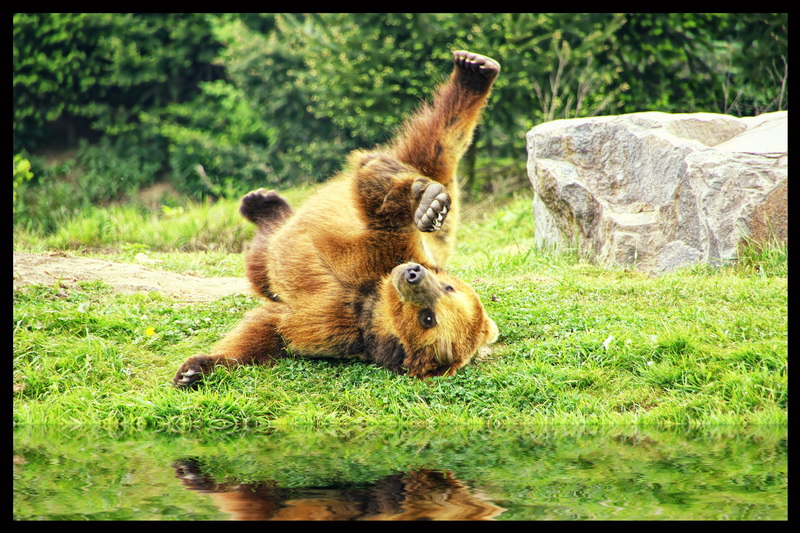 Uiii... ist mir schlecht. Halt einer mal die Bäume fest!  ( Kodiakbär )