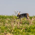 "Uiiih - ein Hoppel Feldhasi"