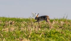 "Uiiih - ein Hoppel Feldhasi"