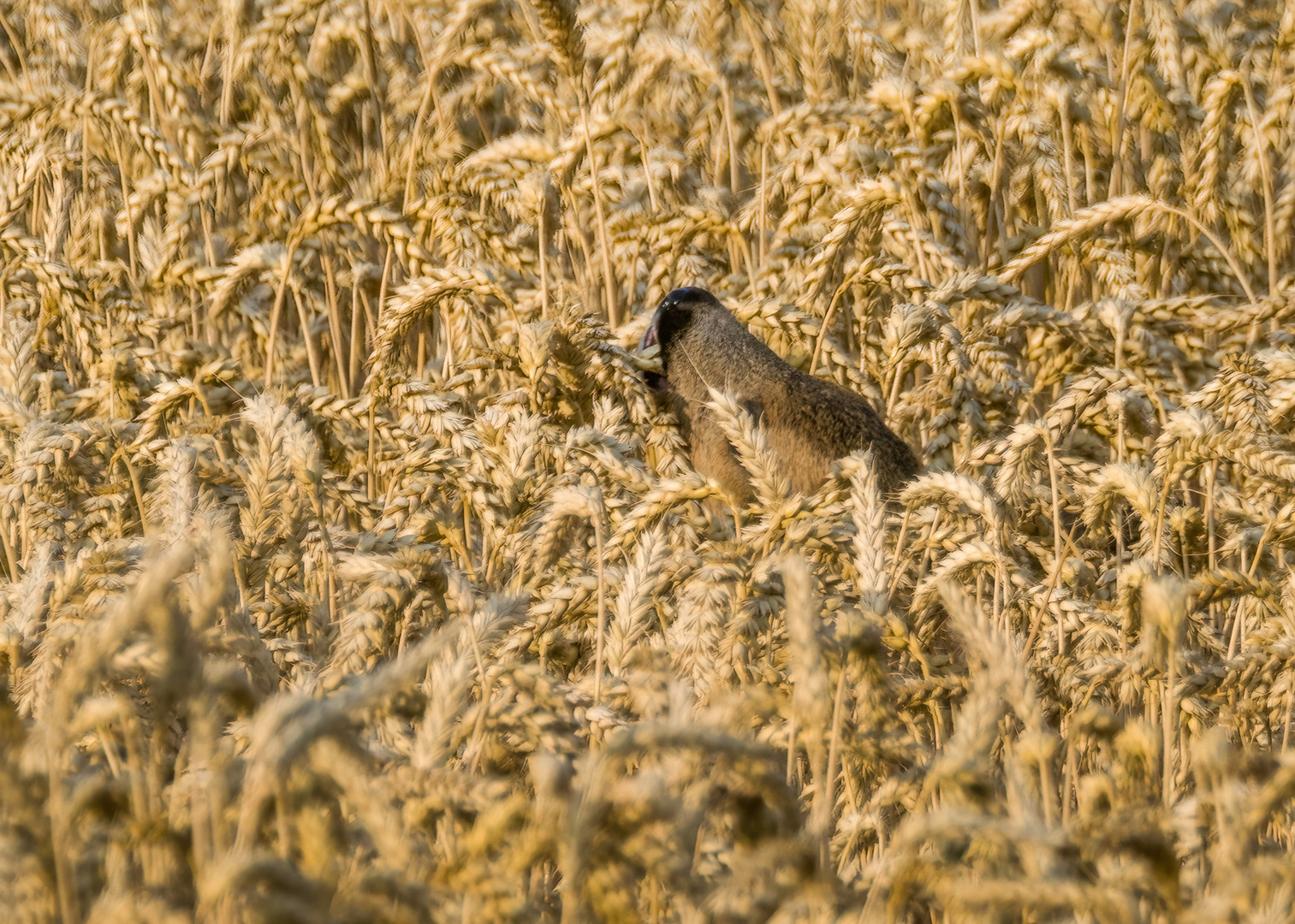 "Uiiii .... was ist denn da im Feld"?