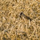 "Uiiii .... was ist denn da im Feld"?