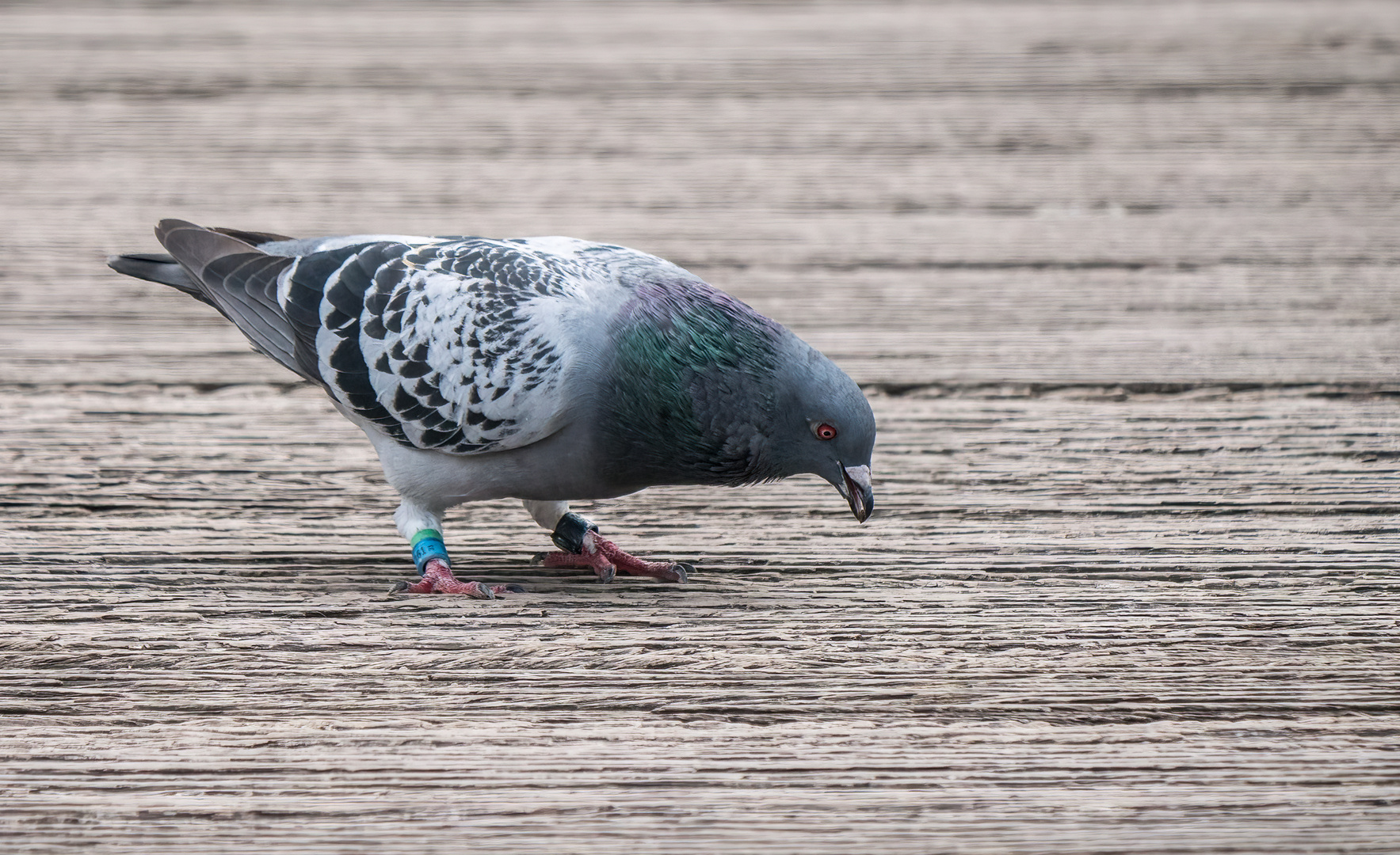 "Uiiiiiii ...... da hab ich blöd Geguckt"