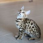 Ujamaa Bengal Kitten