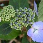 ujuc , l'espoir d'une nouvelle floraison des hortensias 